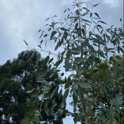 Trees3