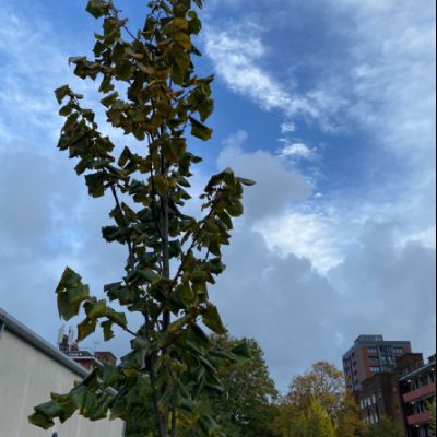 Trees4